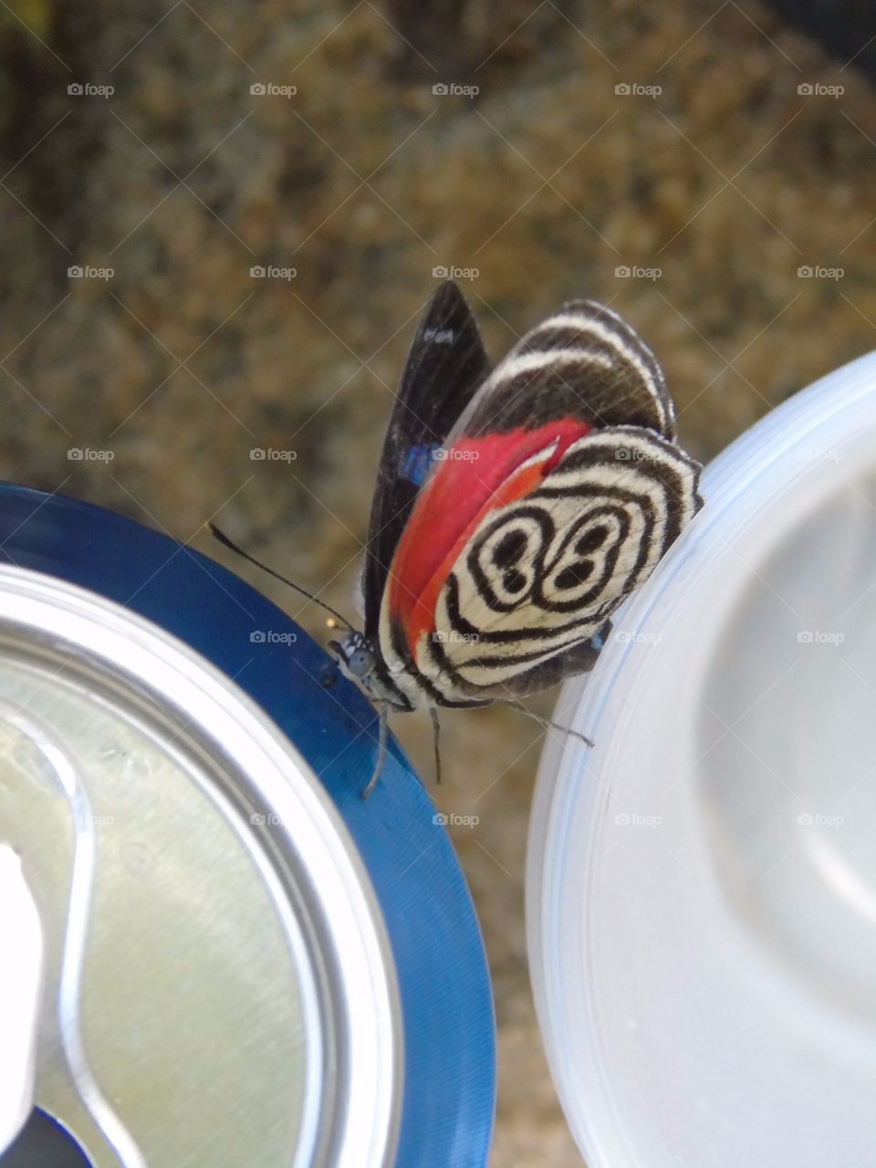 Butterflying