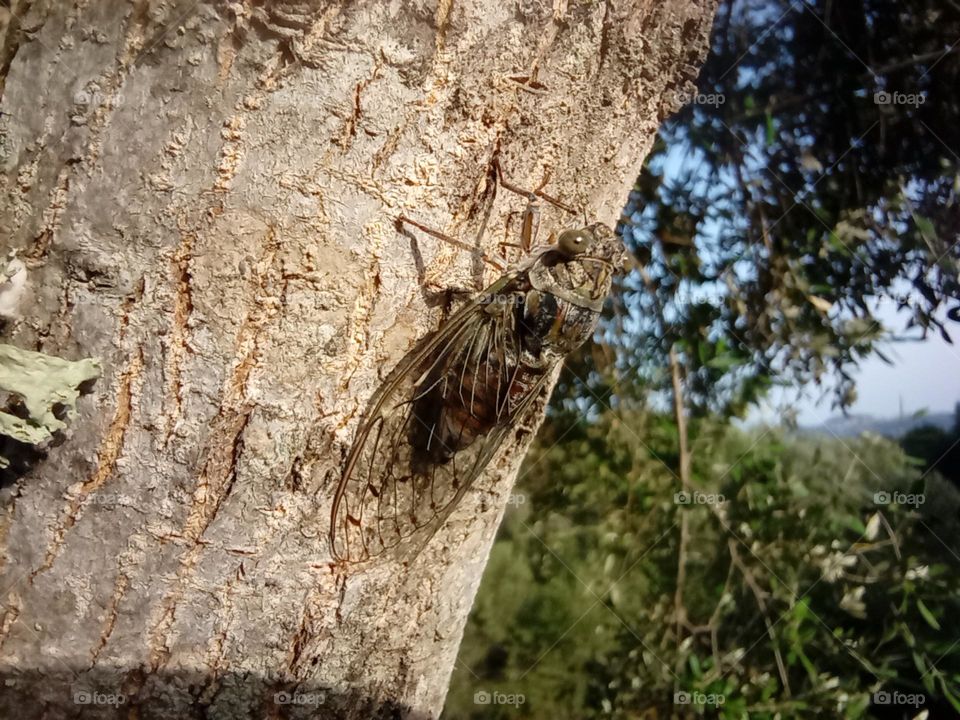 Cicada also known as the 17 year Insect because if their lifespan, sat calling on a Tree Trunk in the evening at Porto Pozzo, Sardinia, Italy. Theses are the longest living Insects known on our Planet Earth.