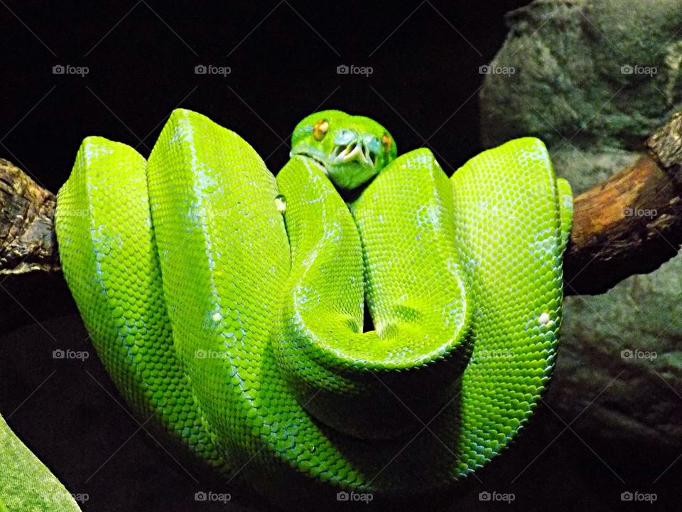 Green Emerald Snake