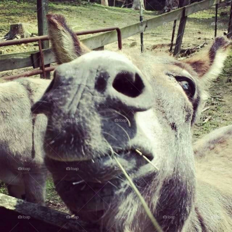 Hello Mr. Donkey