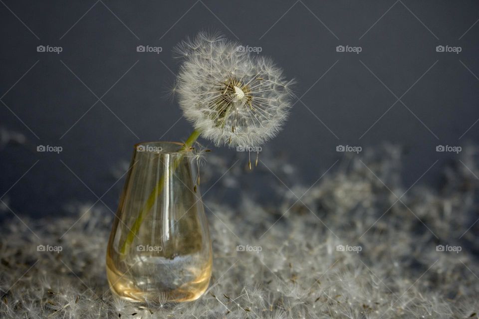 Dandelion in small vase