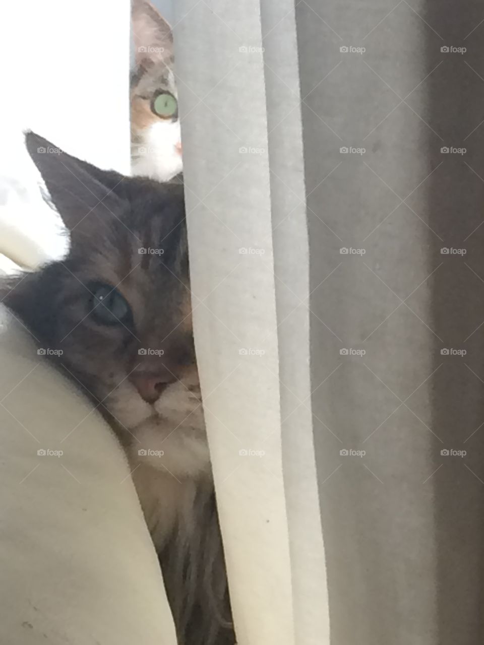 Hide and seek kitty children