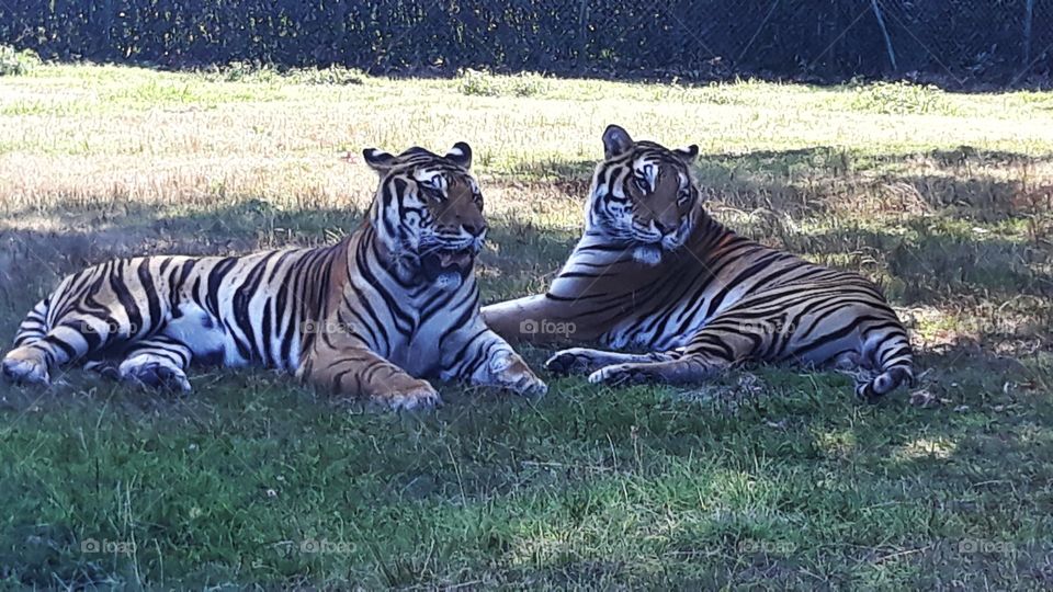 Collecting Memories dhanssen