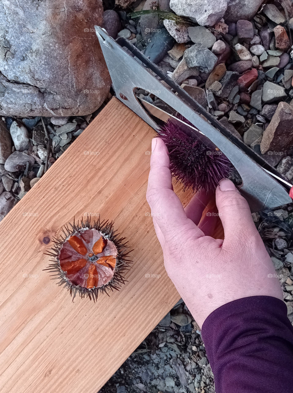 a woman hand cutting sea urchins