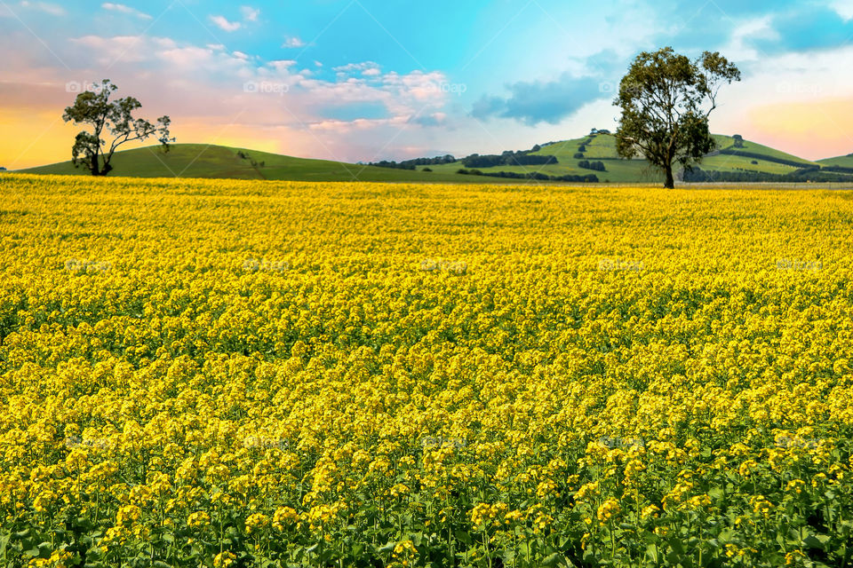 Field's of yellow
