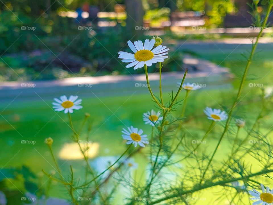 Camomile is an annual medical cosmopolitan plant that grows everywhere.  A beautiful plant with white flowers