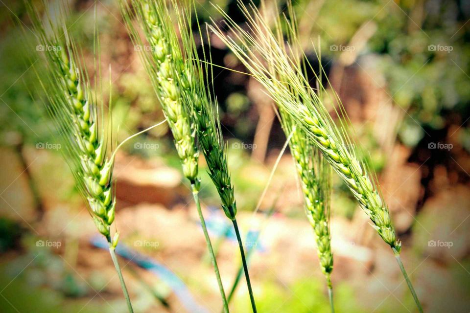 wheat crop on field