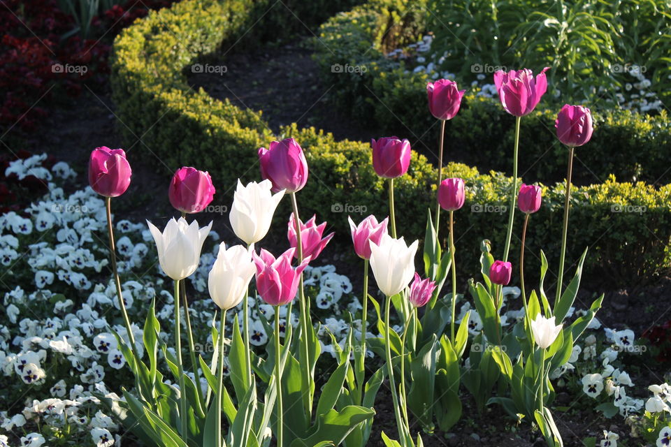 few tulips