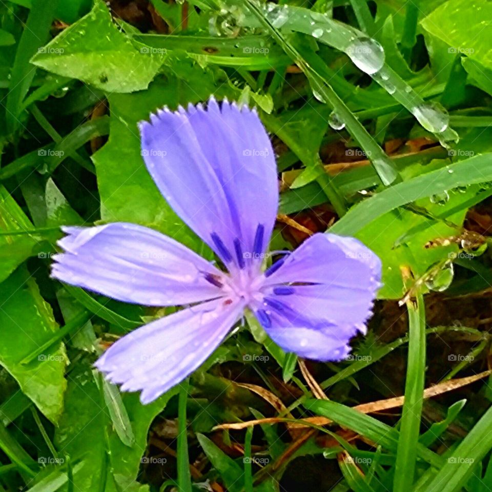 Purple flower