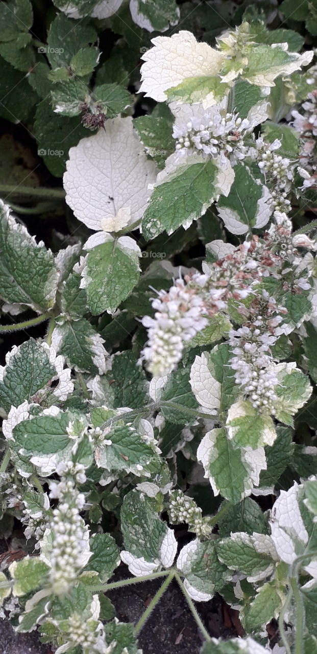 white-edged mint