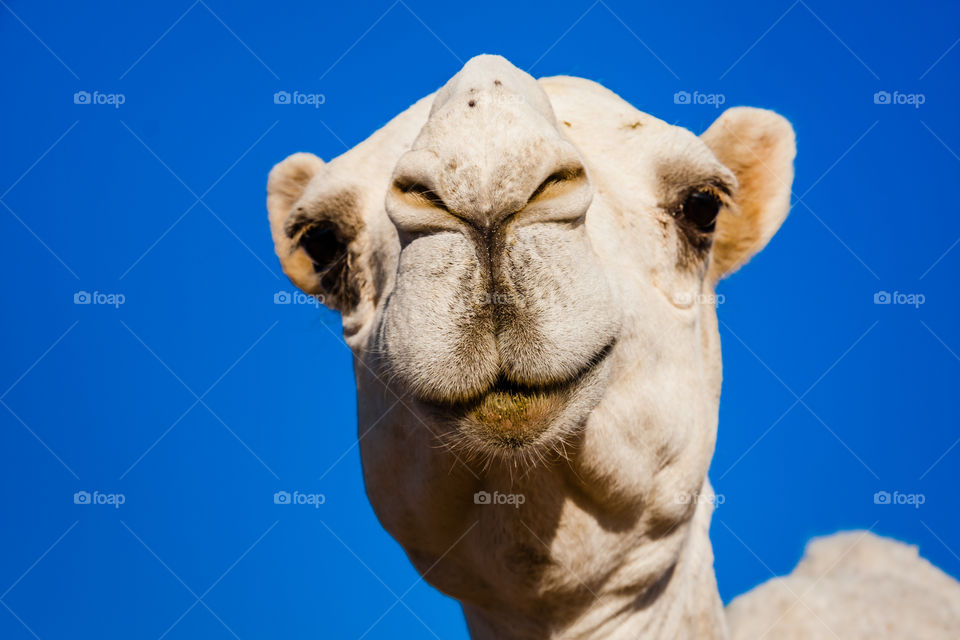 A portrait of a cute white dromedary camel