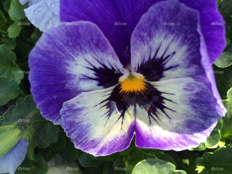 Pansy