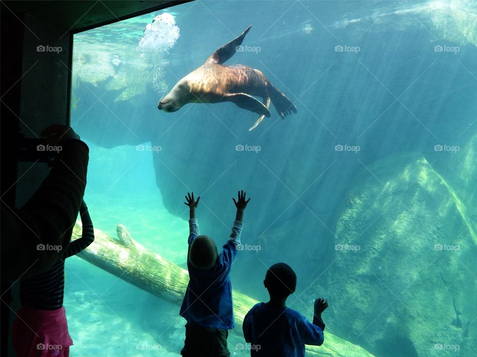 Seal tank National Zoo