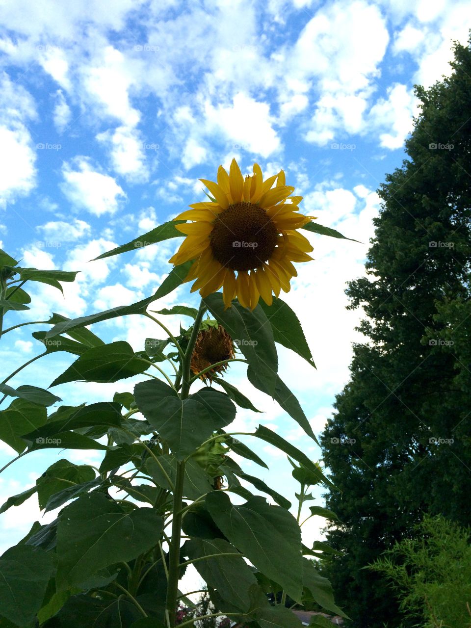 Towering Sunflower