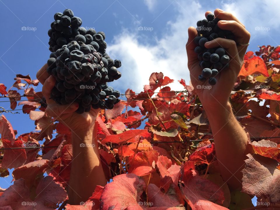 Grapes fruit in my hands that coming out from a vine plant under a blue sky