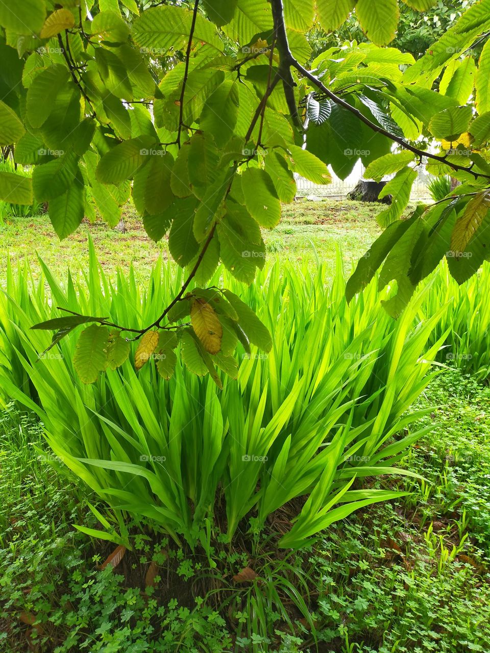 planta viva verde fluorescente la naturaleza vida agua y lluvia