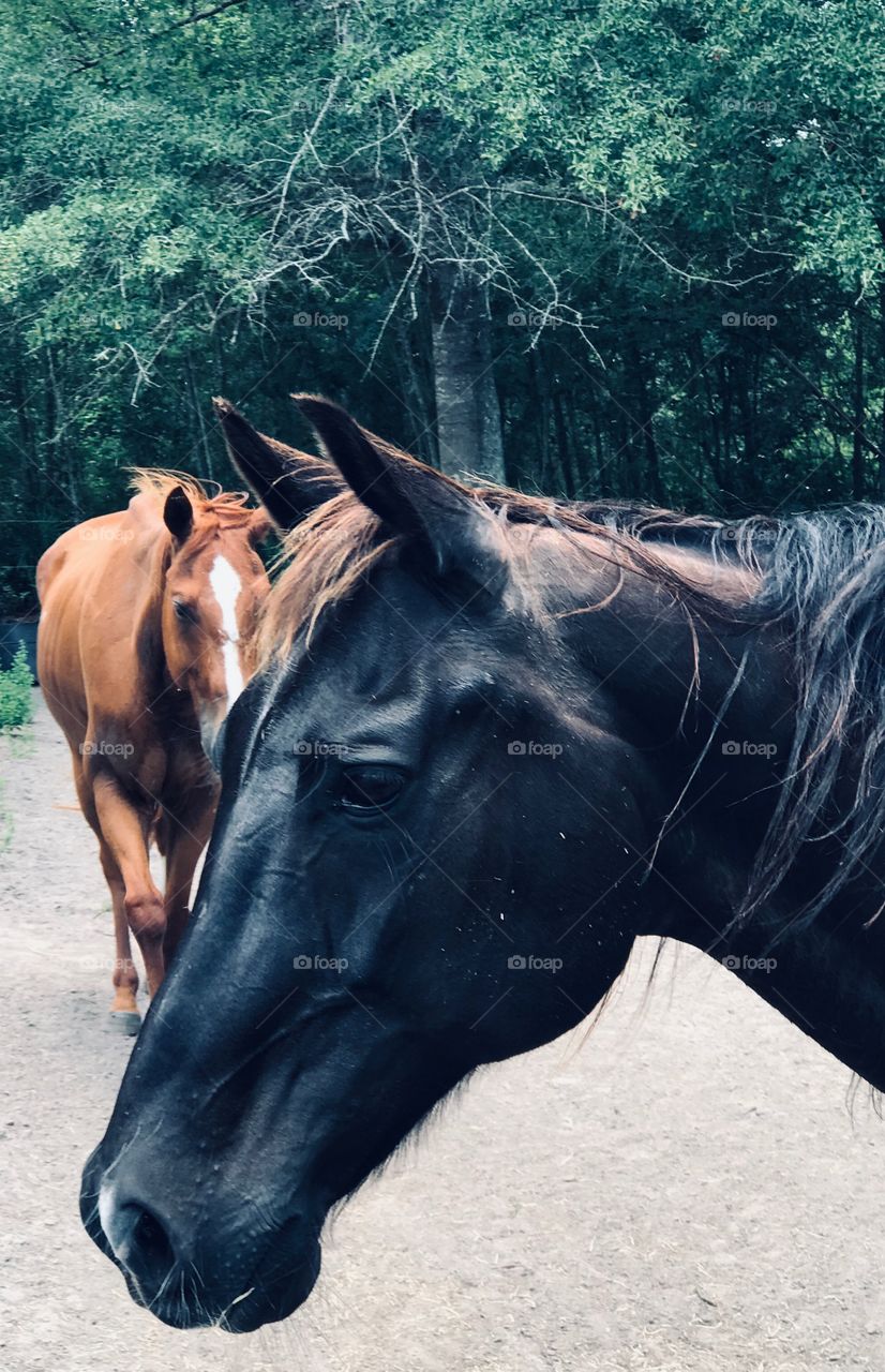 The majestic serious look from a rugged beautiful black horse in the South Georgia woods. 