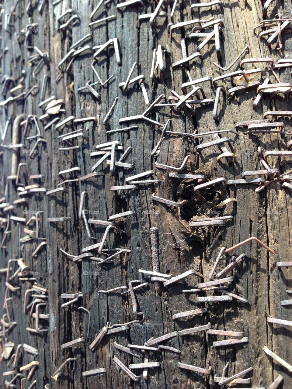 Staples in a telephone pole