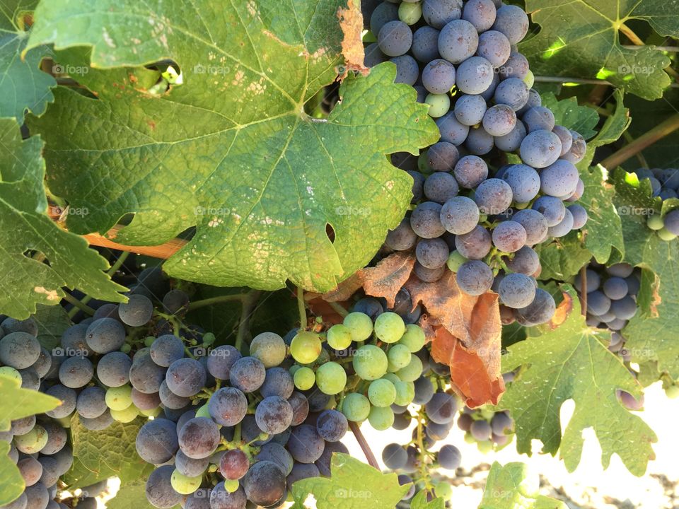 Vineyard in Napa 