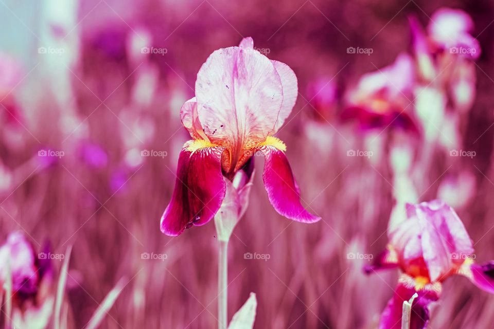 beautiful iris flower on blurred background