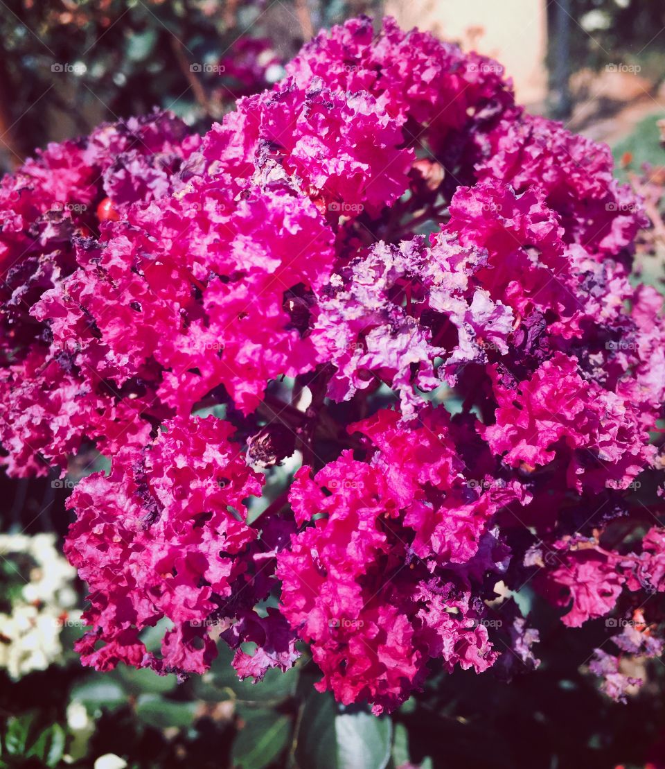 🌺Fim de #cooper!
Suado, cansado e feliz, curtindo a beleza das #flores.
🏁
#corrida
#running
#flowers
#CorujãoDaMadrugada
#alvorada
#flor