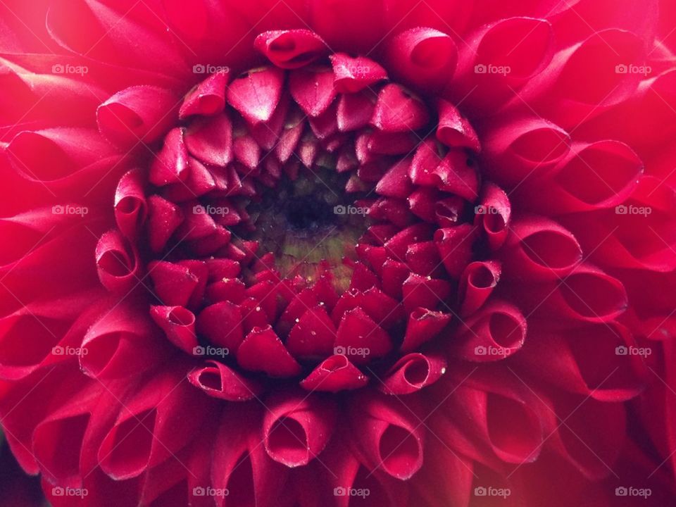 Red dahlia