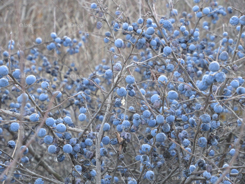 wild thorn in November