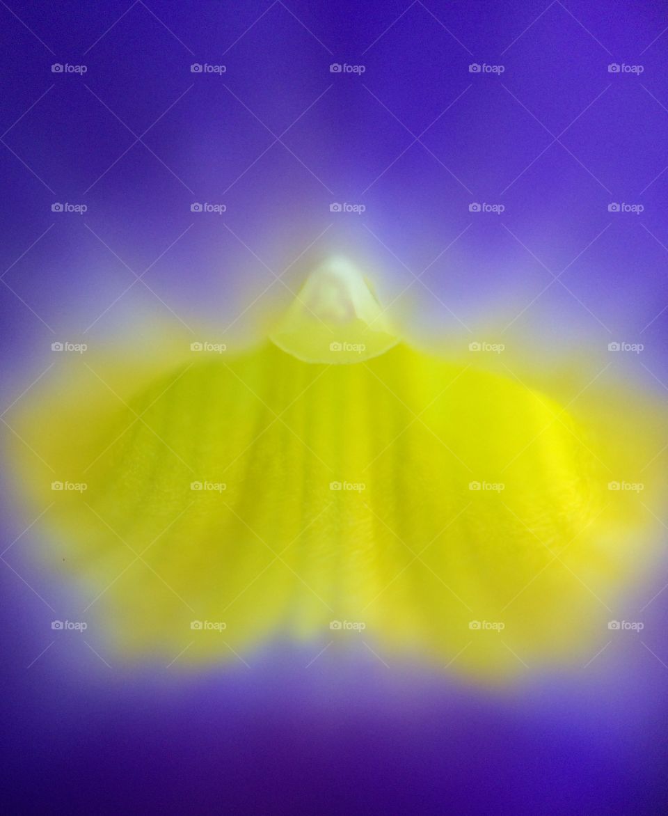 Spirit of flower Spirit of flower | Photo with iPhone 5S + Macro lens.