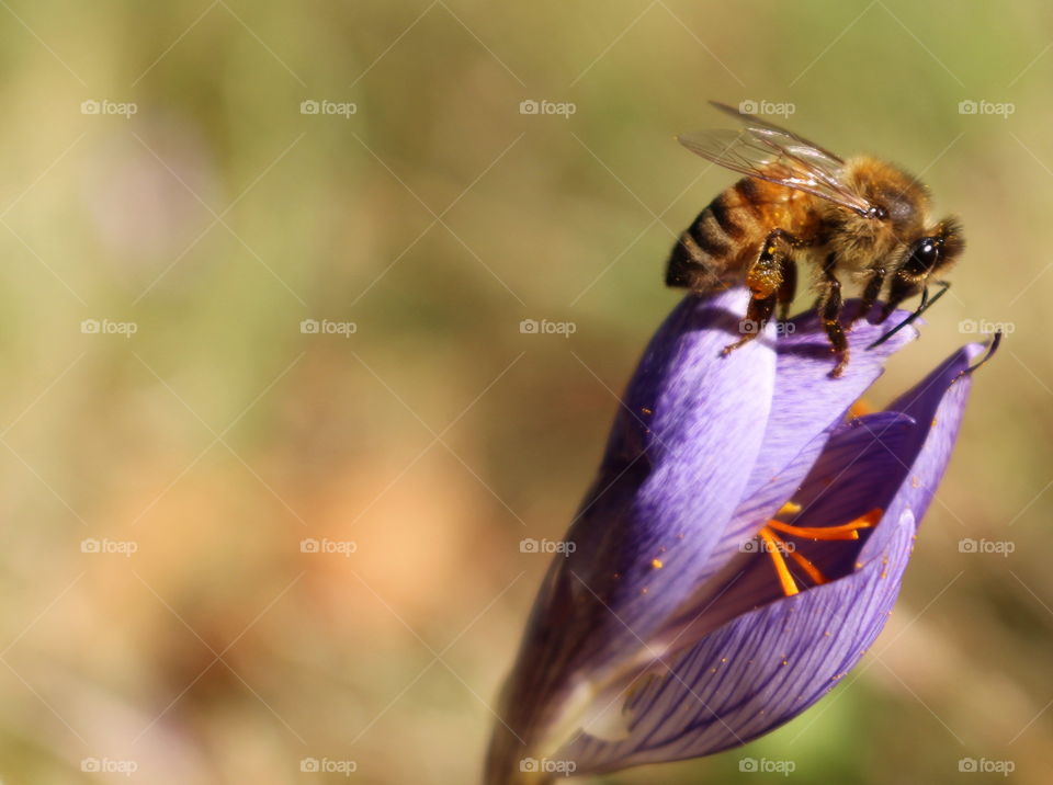 Close-up of bee and flower