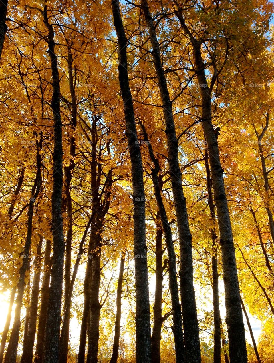 Low angle view of autumn trees