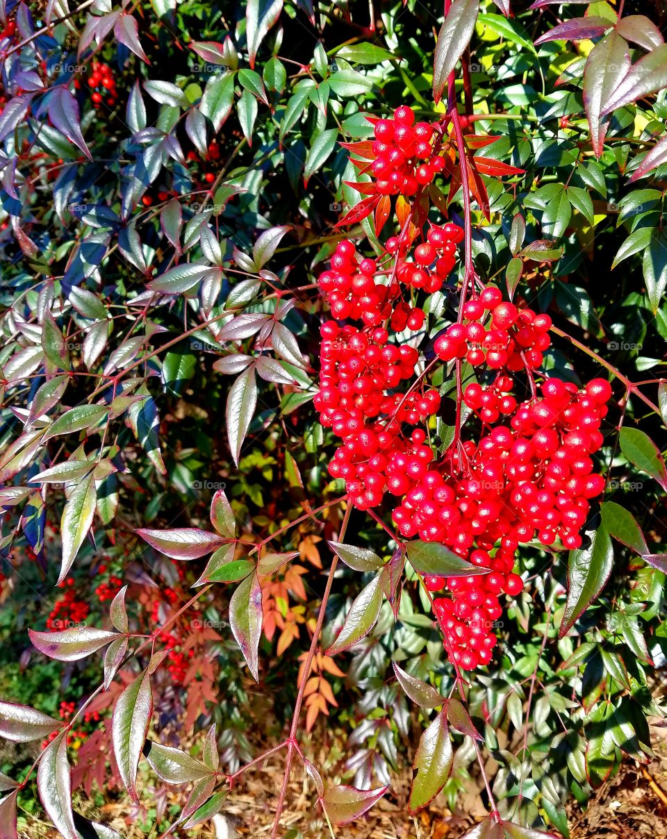 Japanese Bayberry