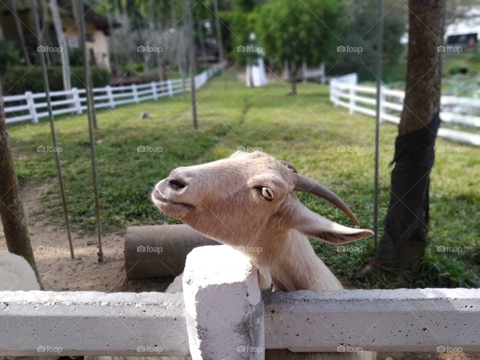 Goat , eye contact