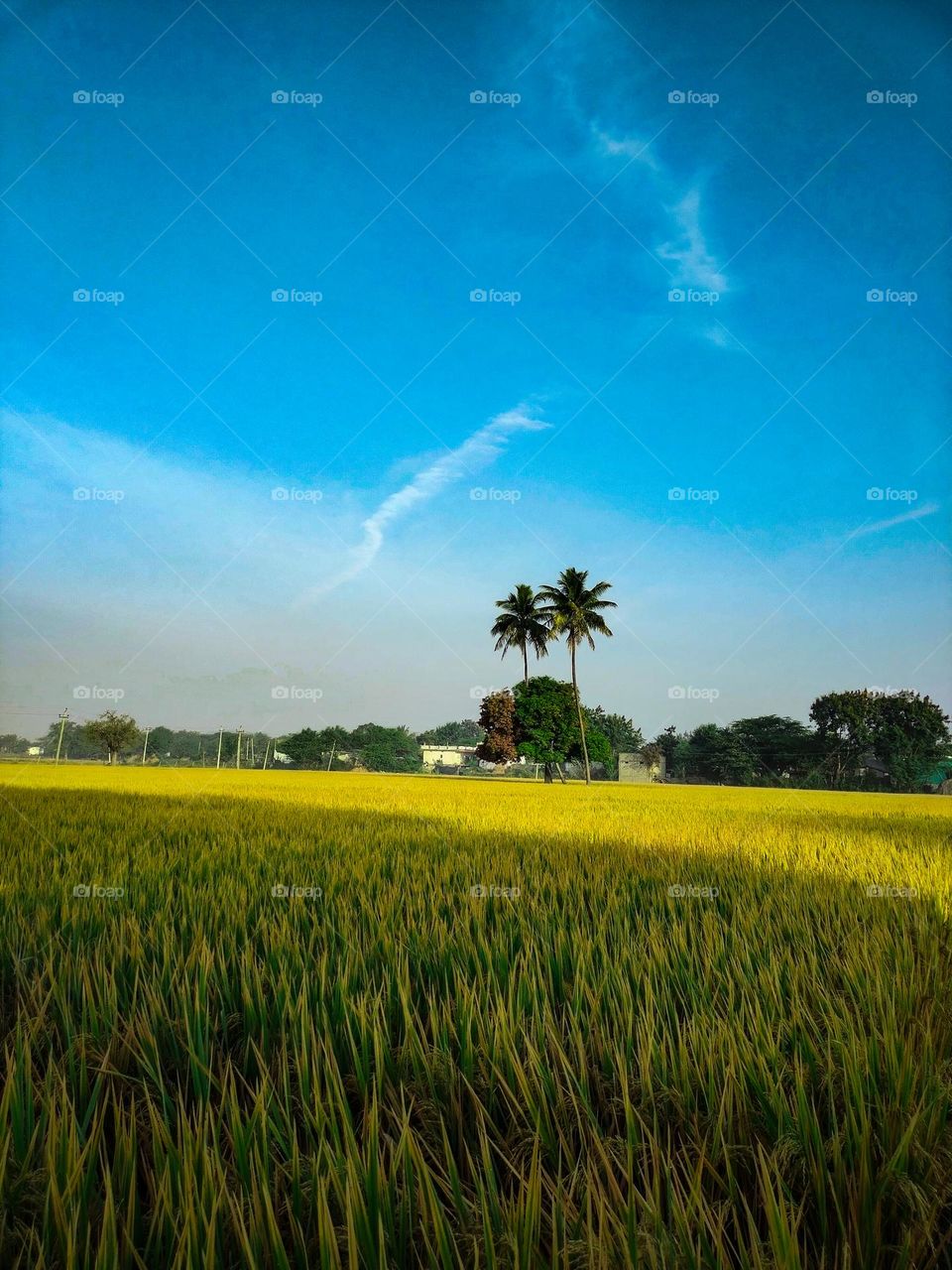 nature love and green nature 🌼 there's