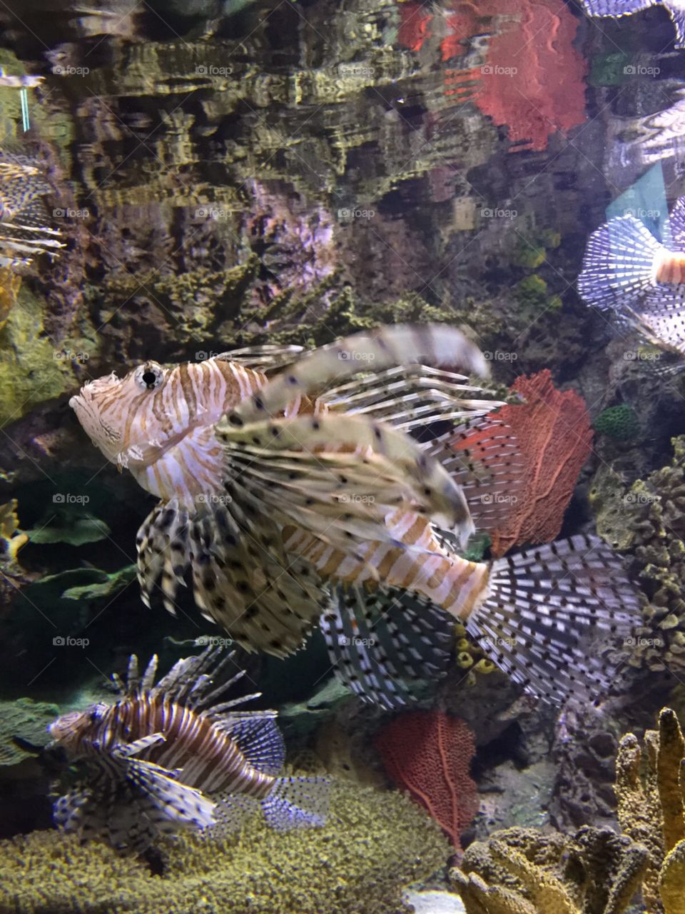 Ripley's Aquarium downtown Tor. I think this fish is beautiful