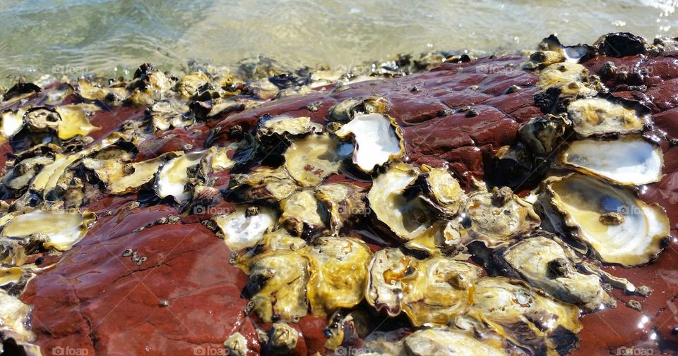 Scallops attached to red rocks at Seashore.