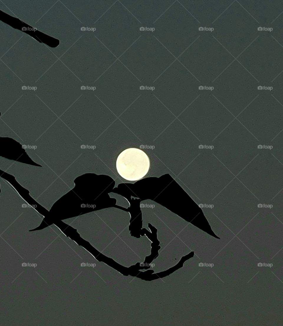 Fool moon sitting on leaves.