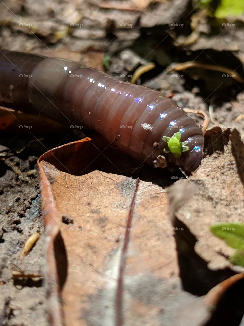 Earthworm