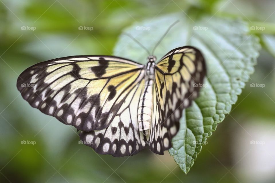 Butterfly, Nature, Insect, No Person, Outdoors