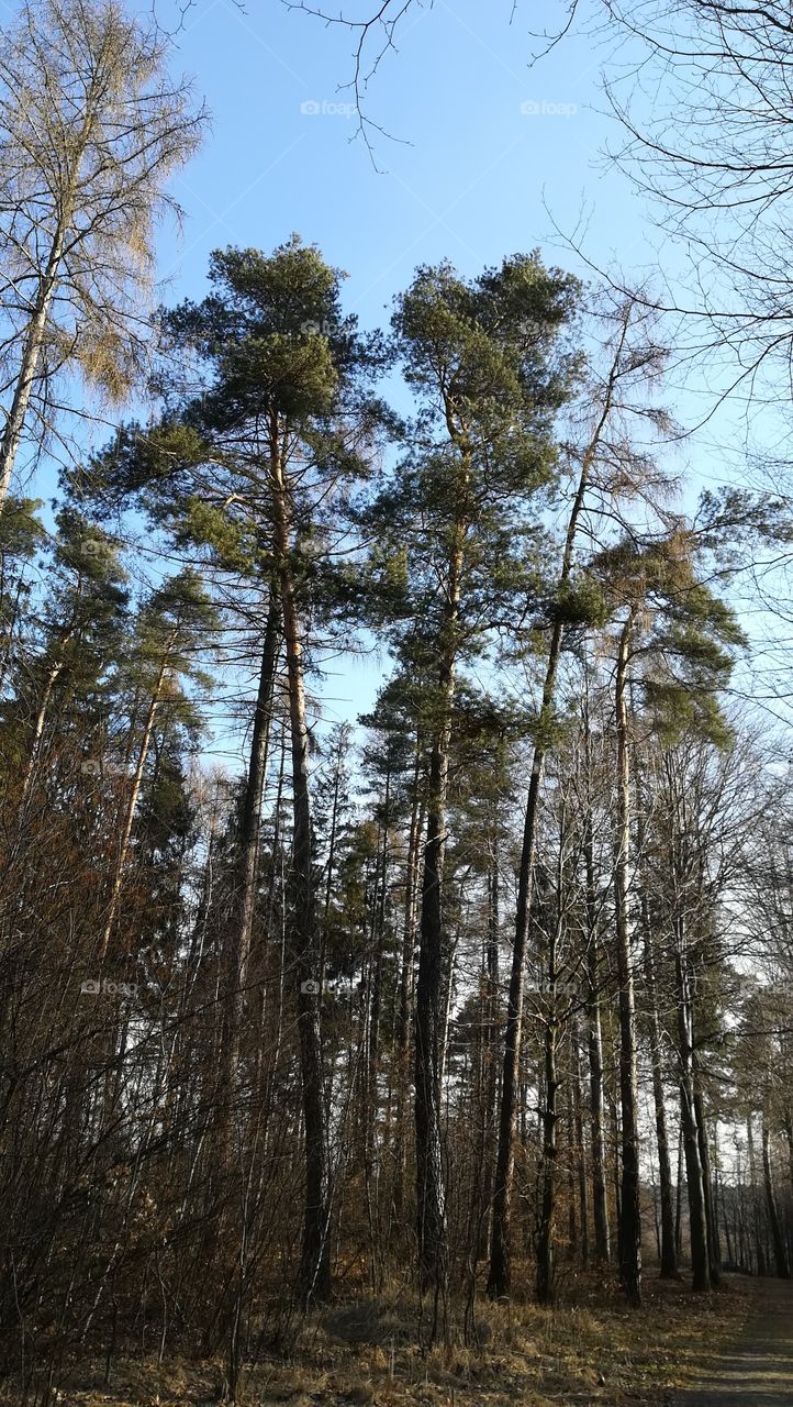 Walking in the forest