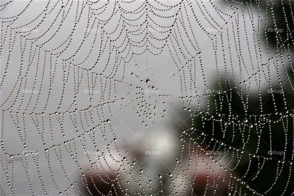 Wet web