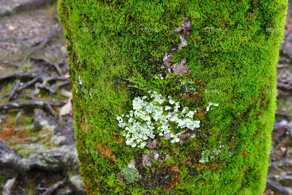 Green moss trees