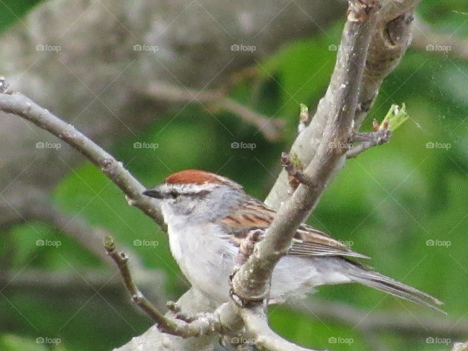 Sparrow