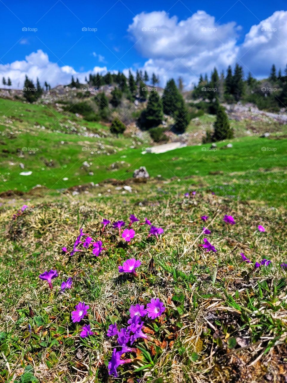 Scenic view of green Alps mountains against blue sky and beautiful blooming flowers in Slovenia. Summer time. Vacation. Landscape