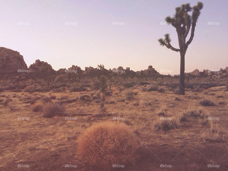 Joshua Tree