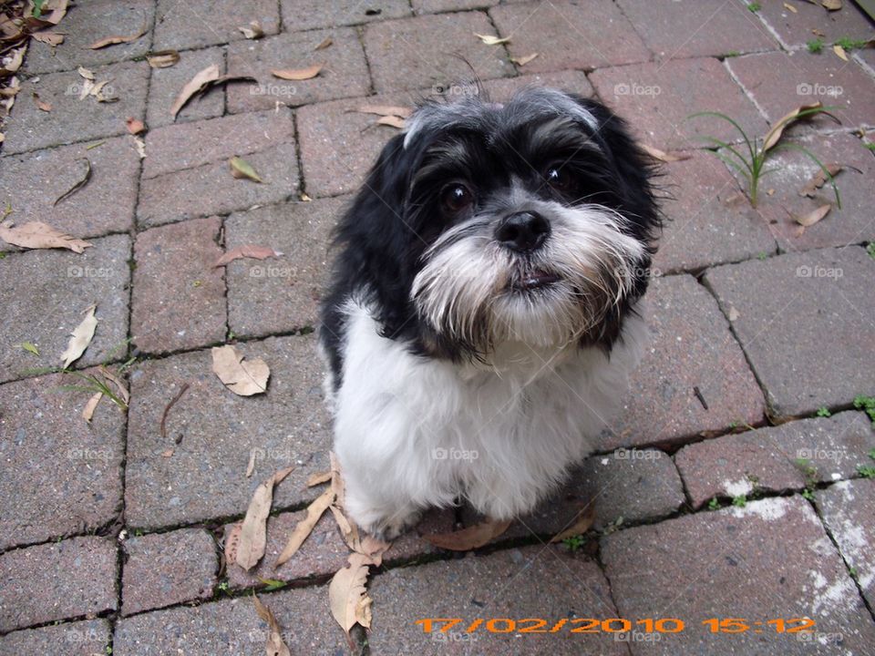 Baby Maltese Shitzu