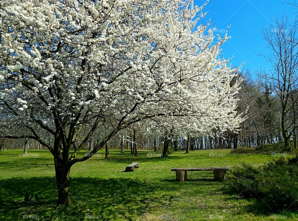 Tree, Cherry, Season, Landscape, Park