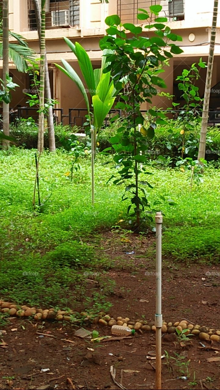 garden in small tree