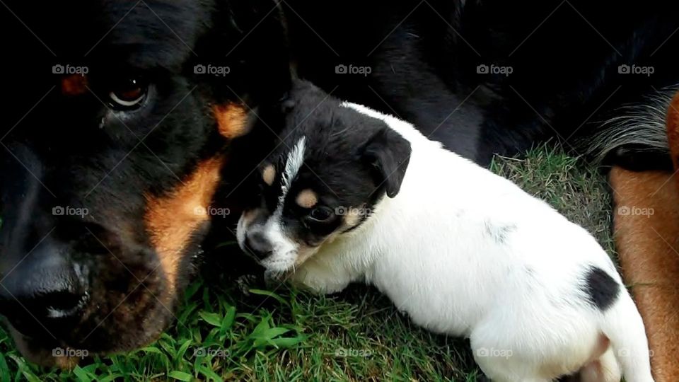 rottweiler and pup