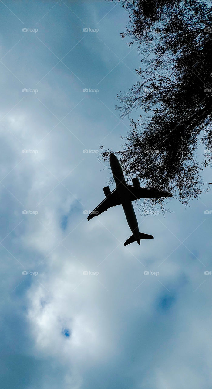 plane over the trees