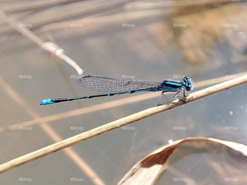 Blue Dragonfly on the river